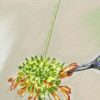 Éclat de Vie – Colibri en Suspension – Image 3