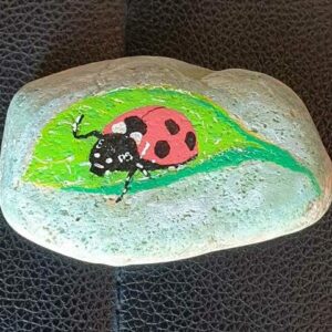 Coccinelle : bête à bon dieu